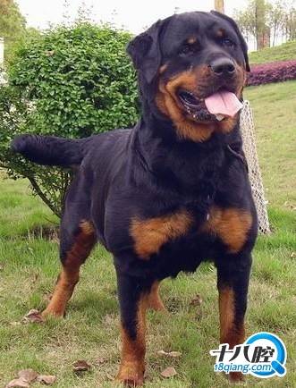 19个月大宝宝被烈性犬(罗威纳)咬伤面部(图)