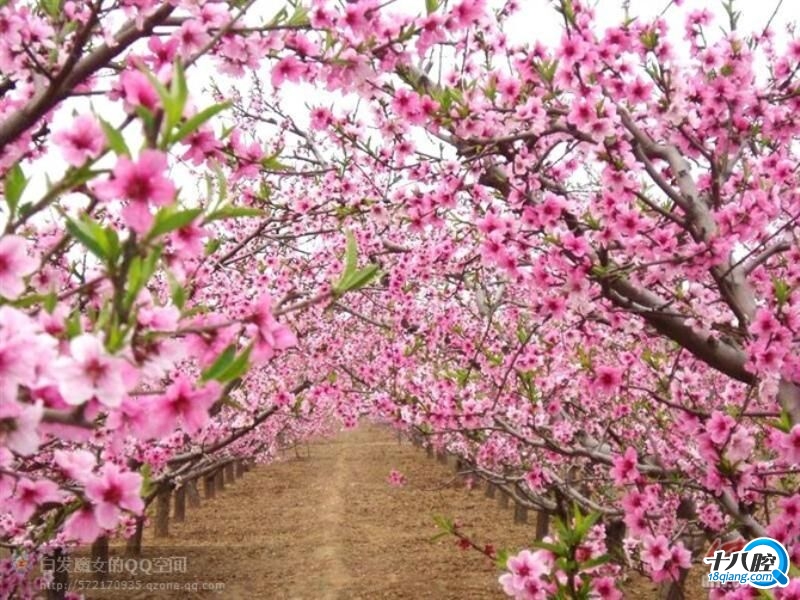 活动地点:义乌上溪镇桃花坞景区 二,活动安排 1.