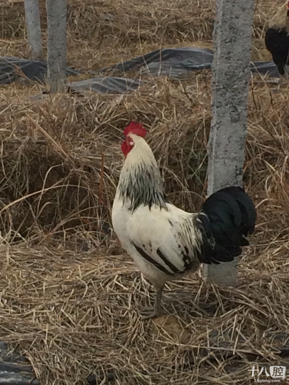 在乡下听不见什么鞭炮声,我在怀疑是不是过年