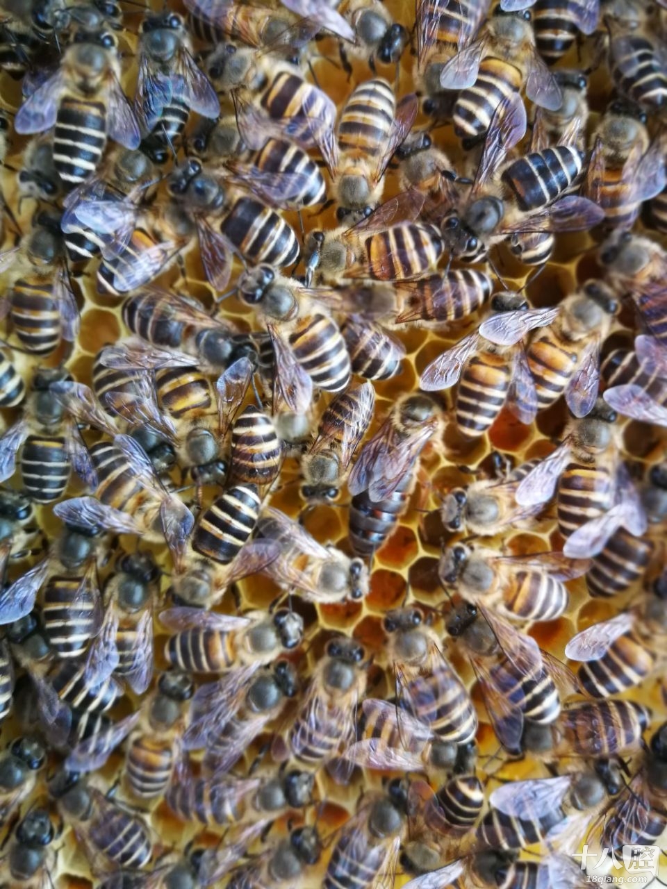 蜜蜂几天才能出窝 3_2825438_6215dda820fd234.jpg