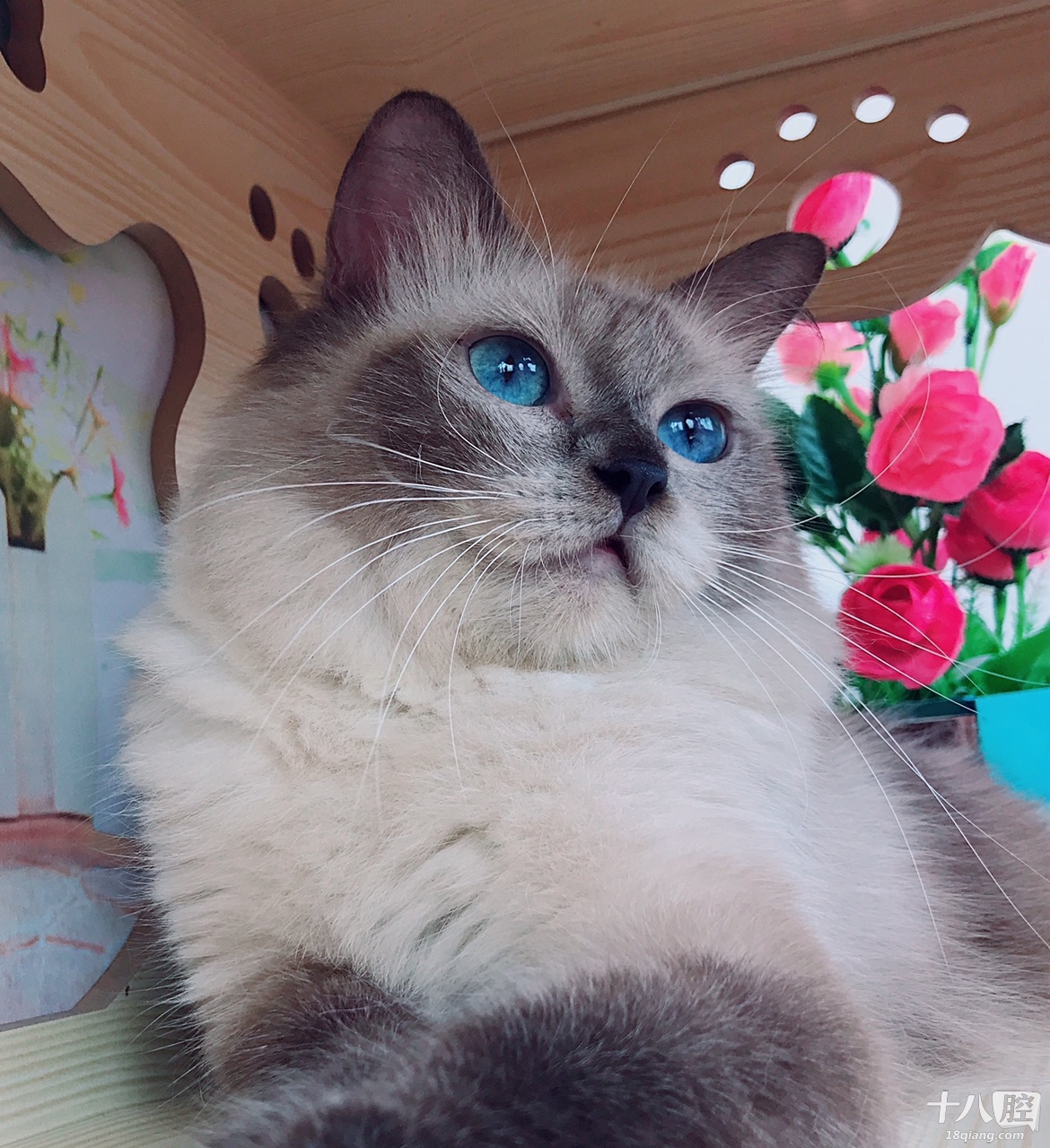 我家仙女猫的盛世着颜