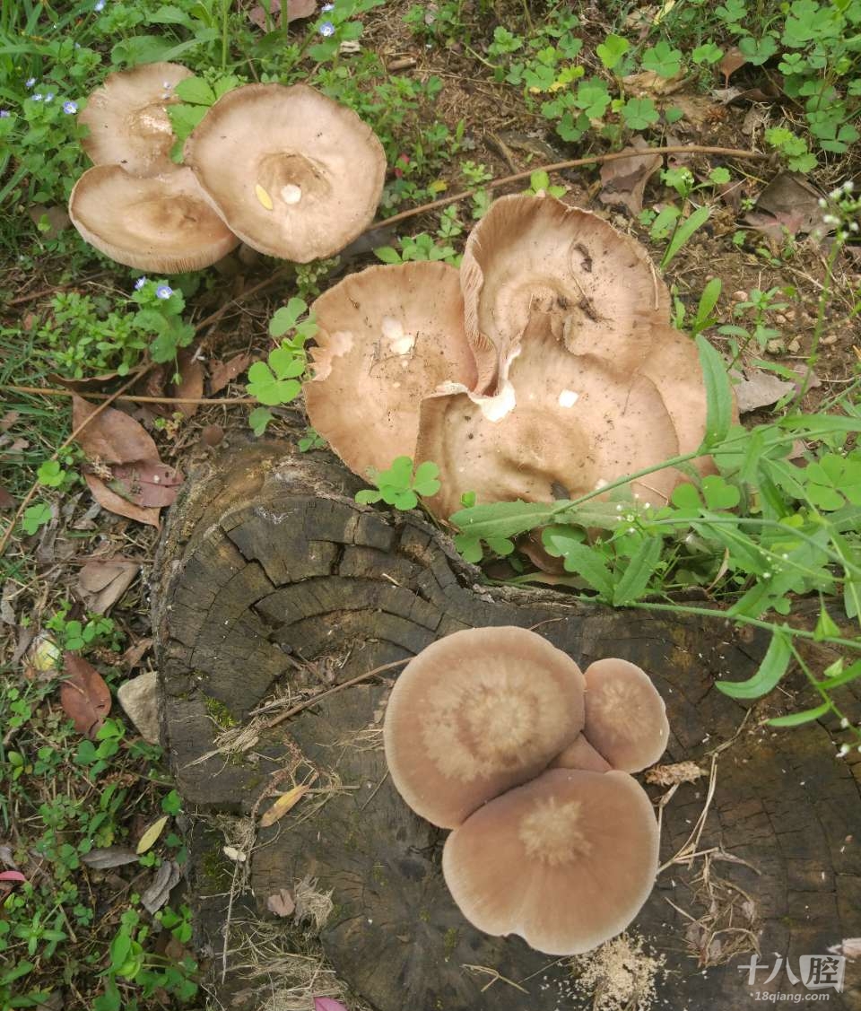 山上看到这些蘑菇,能吃吗?