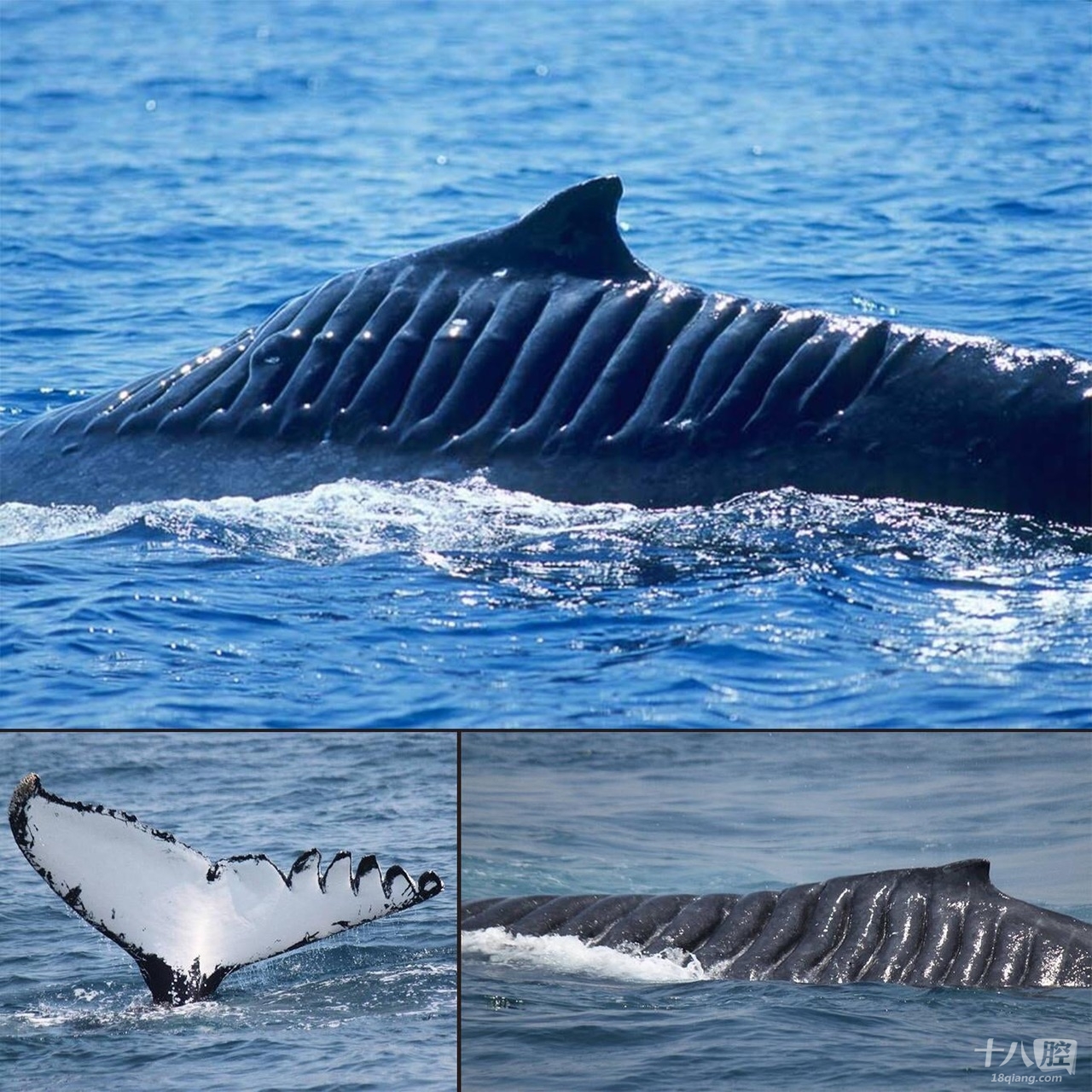 微博上看到一张震撼的照片,一头鲸鱼在2001年被船
