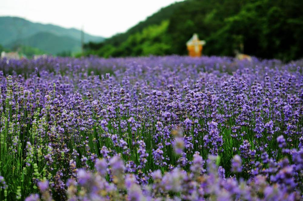 【寻梦何斯路】给自己放个短假,义乌何斯路薰衣草花园赏花