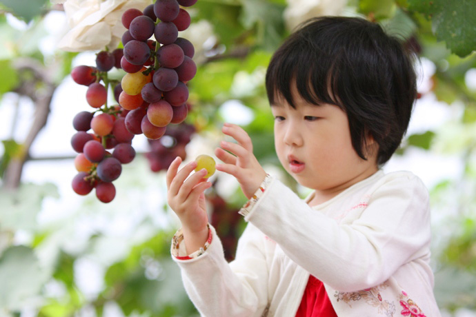 这个暑假你带孩子出去摘葡萄了吗?葡萄是夏天的冬虫夏