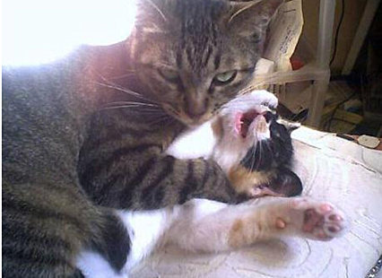 壁纸 动物 狗 狗狗 猫 猫咪 小猫 桌面 426_310