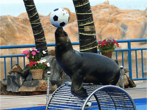 腔友福利报名免费领门票了!海洋萌宠强势来袭,今夏最cool玩法看这里.