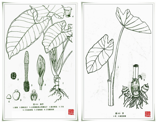 美食集锦】小小毛芋,一年却能赚百万,赤岸这个村的村民们确实不简单
