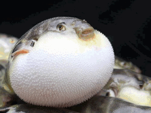 一般都以刺身的做法呈现,义乌宴则是将河豚红烧了吃,咸鲜口感是义乌人