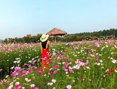 最后的花季!义乌10000 人出游,朋友圈疯狂刷屏的花海最后19.