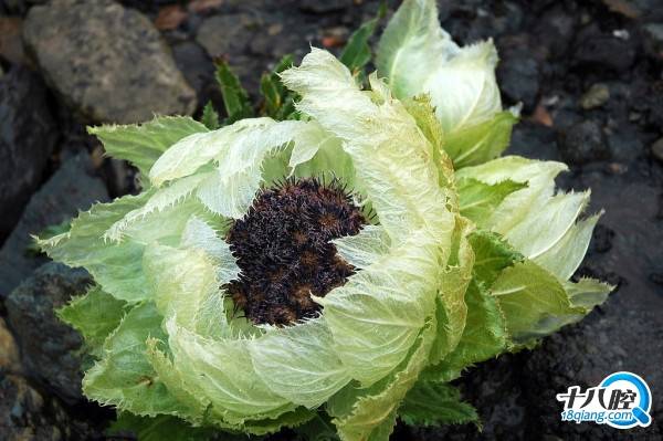 夏季,新疆有欣然的一抹蓝, 无论是天山的池水,还是盛开的雪莲花,都