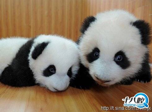 一只熊猫的生活自白