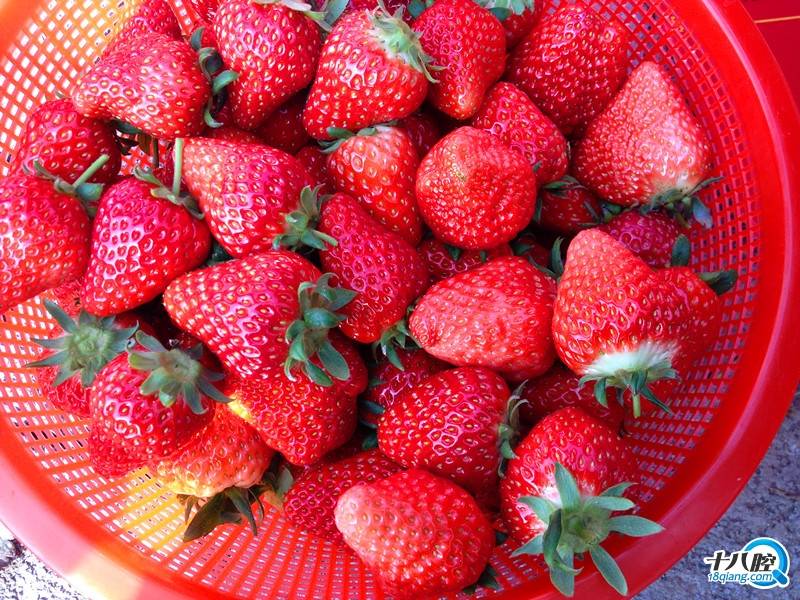 摘草莓
