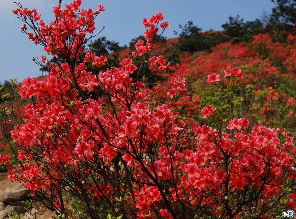 遂昌高坪杜鹃花图片