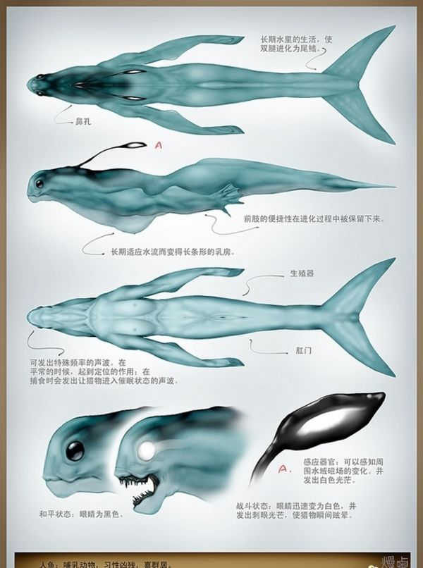 美人鱼的真面目——黑鳞鲛人