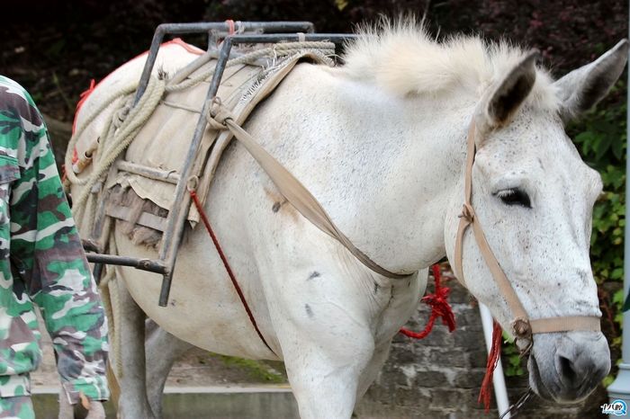 帮人类做贡献的骡子们