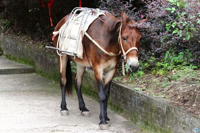 帮人类做贡献的骡子们