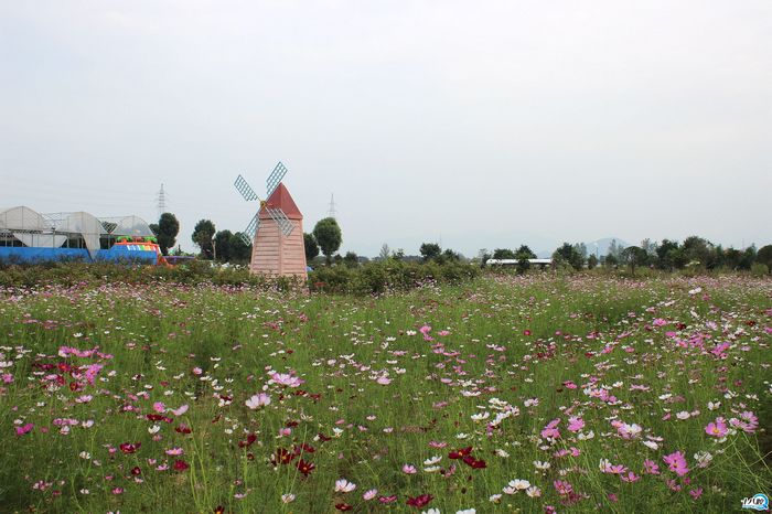 福劳尔乐园蹭拍|行行摄摄 - 义乌十八腔论坛