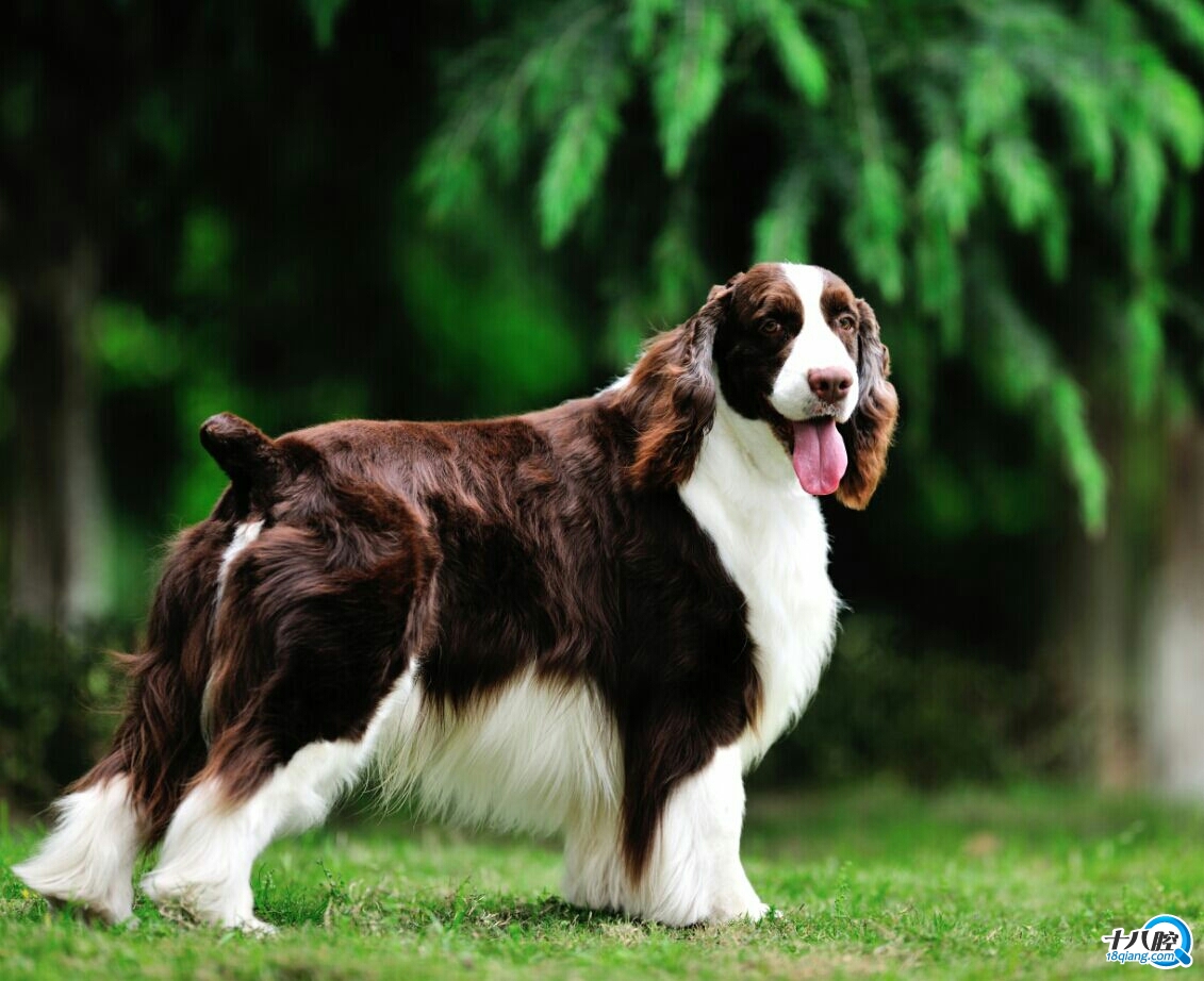 史宾格缺点,史宾格犬,纯种史宾格犬图片_大山谷图库