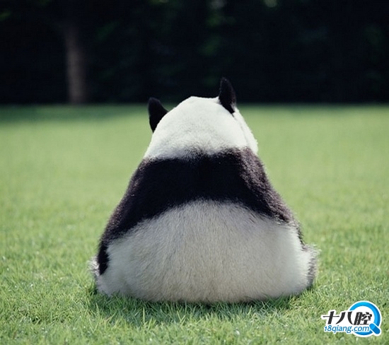 【晒背影】十八腔app清凉第二波!寻找背影杀手,赢取小米智能体重称