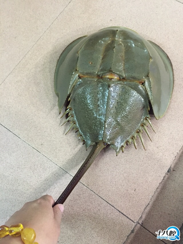 食用鲎,食用_大山谷图库