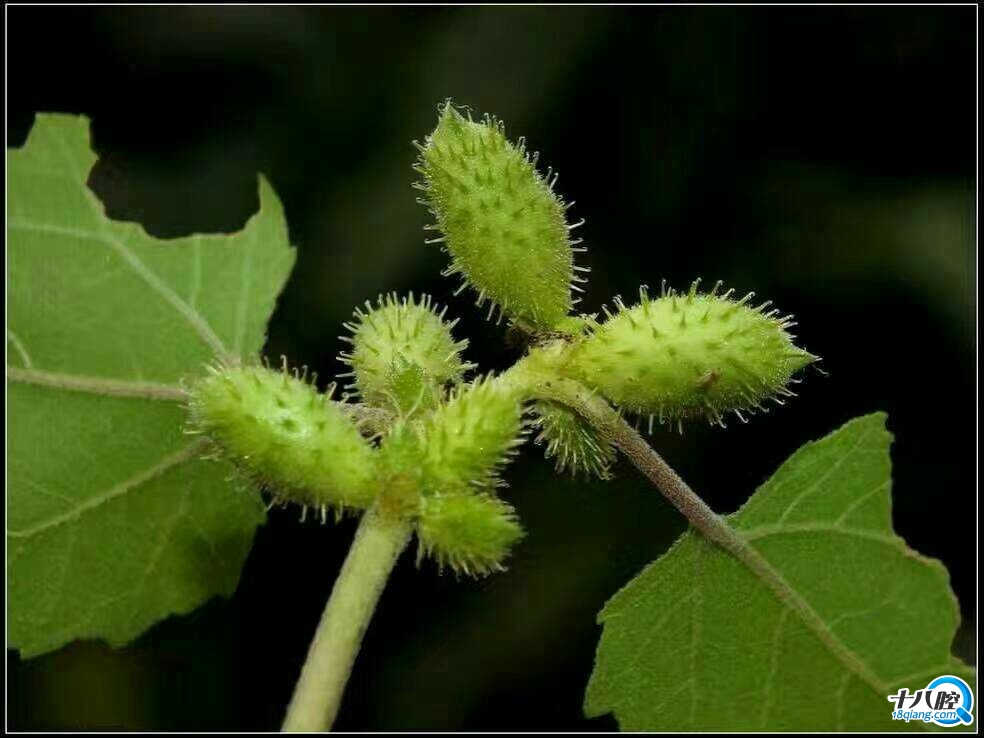 大伙能认识吗?小时候拿这个干过坏事?你做过什么?