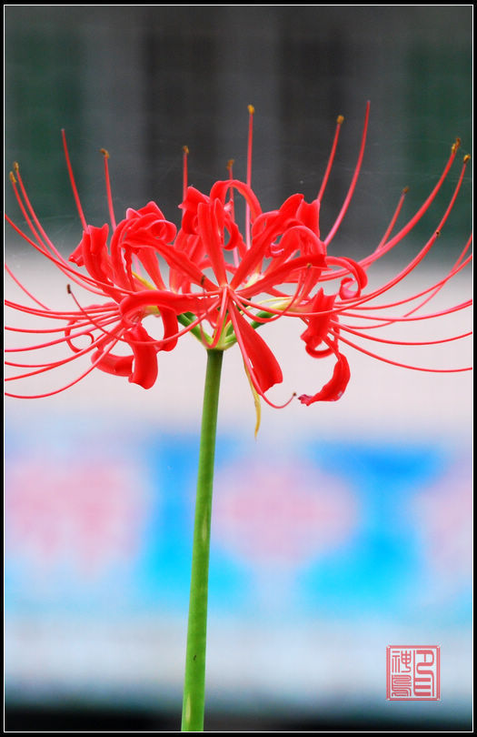 似花非花,如果长在你房子边上是吉是凶?