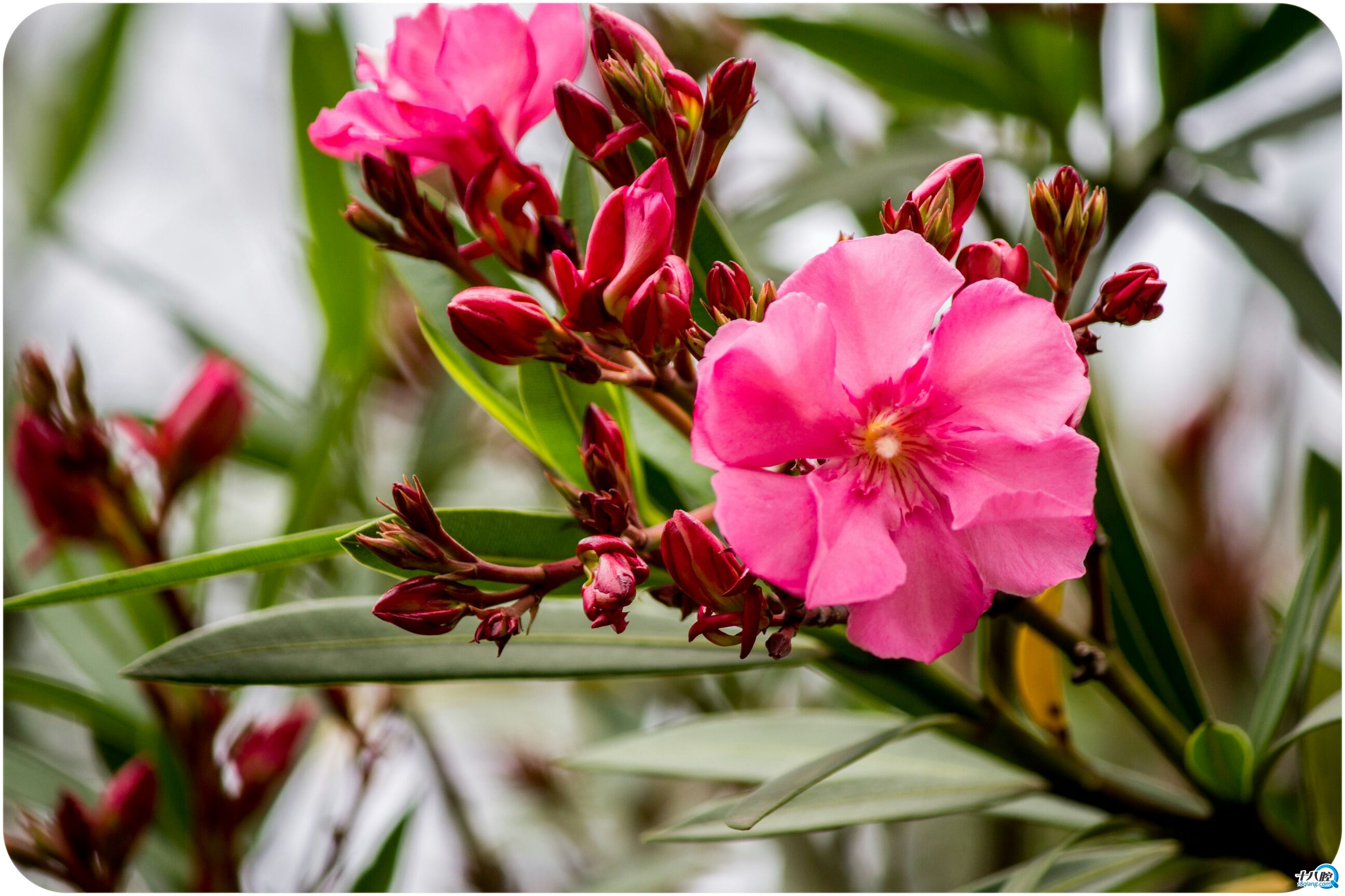 夏天有什么花(夏天有什么花简笔画) - 0415花卉网