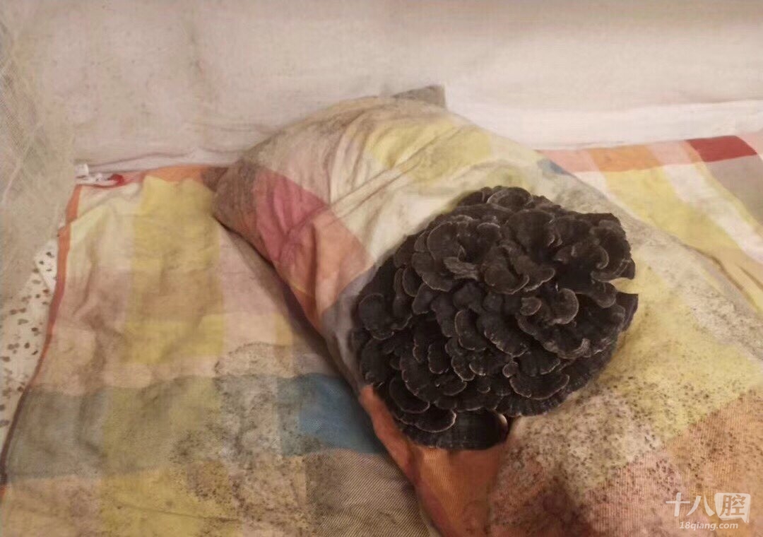 人回去两个月,枕头上竟然长出了蘑菇!