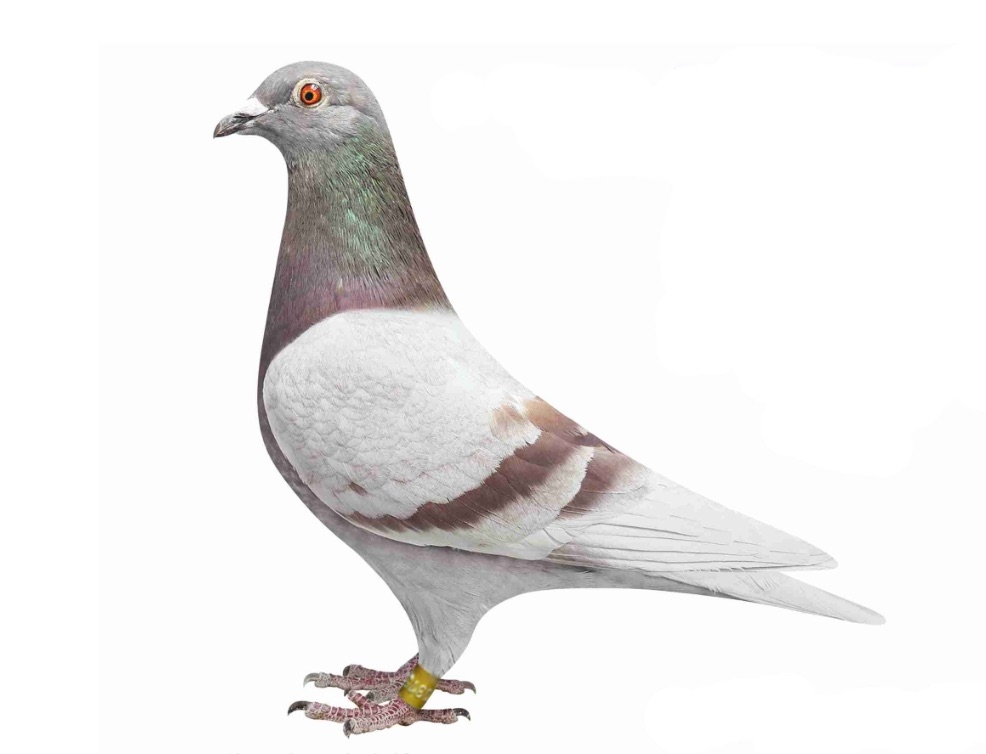 谁知道哪里能买到鸽子?要养殖或者家养的,不要野生的,帮朋友问一下