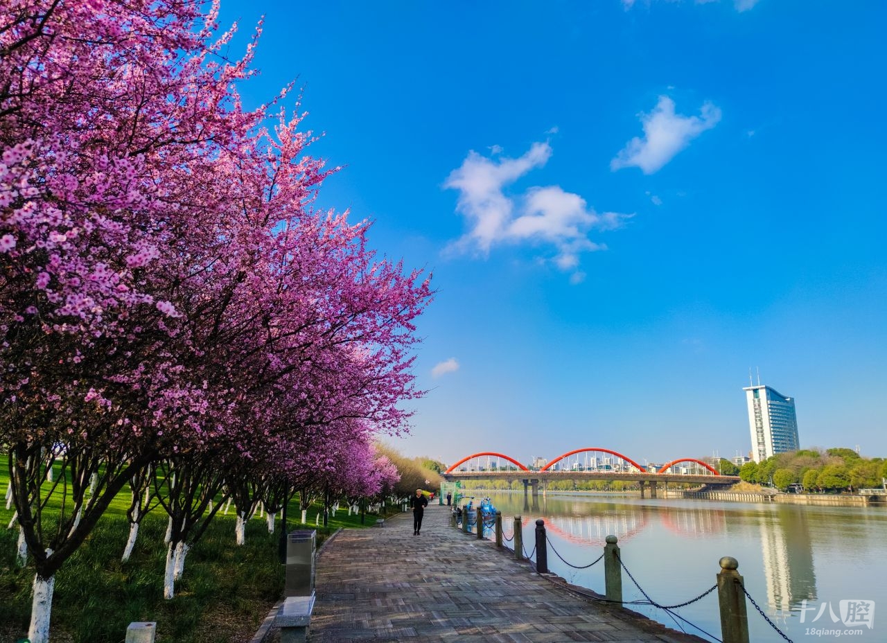 回义乌了,多美的春天,希望疫情早日结束