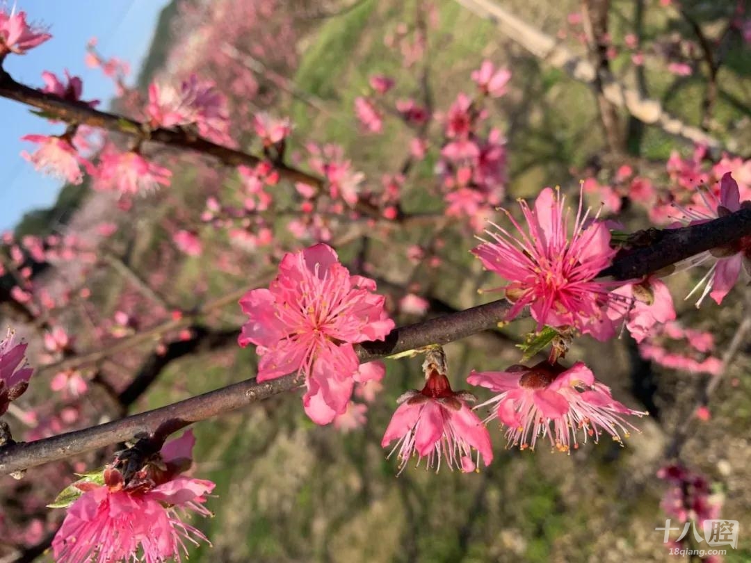 十里桃花塢