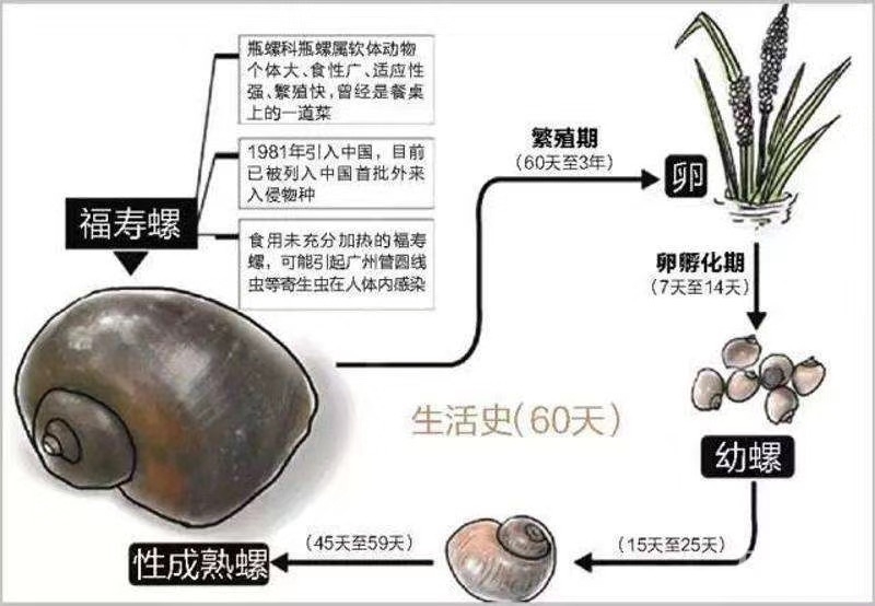 最近看大家都在吃螺蛳,现在的螺蛳都已经生小螺蛳了
