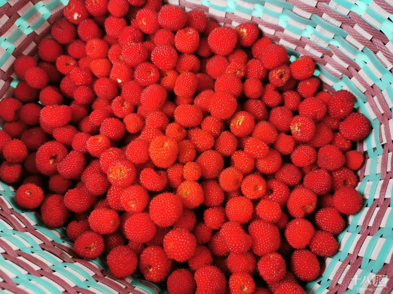 新疆红梅果图片
