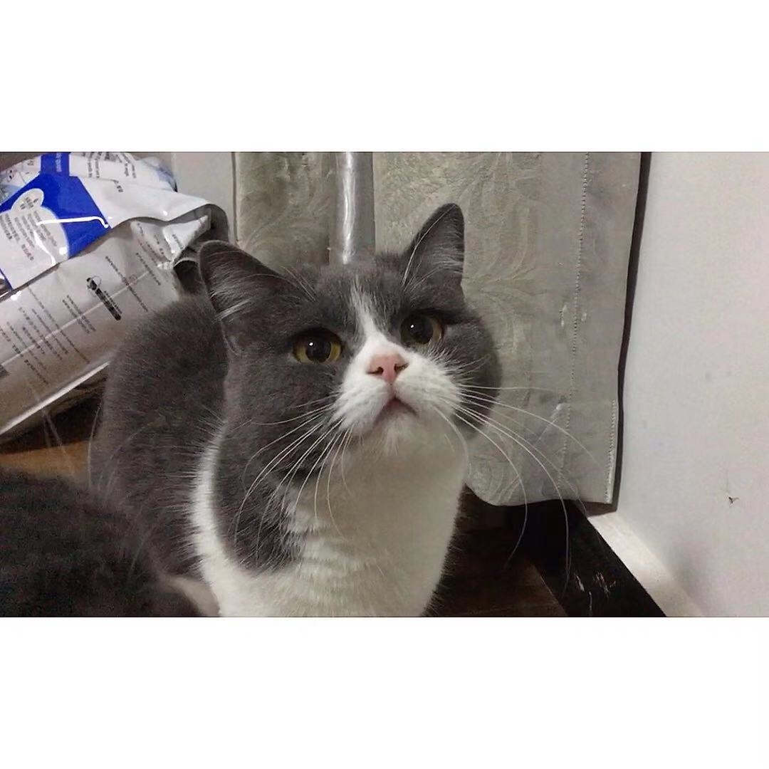 英短蓝白 公猫 八字脸高颜值 可上门借配