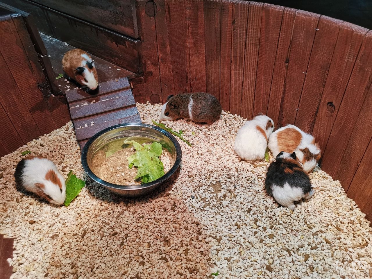 义乌新开的室内动物园,动物还可以