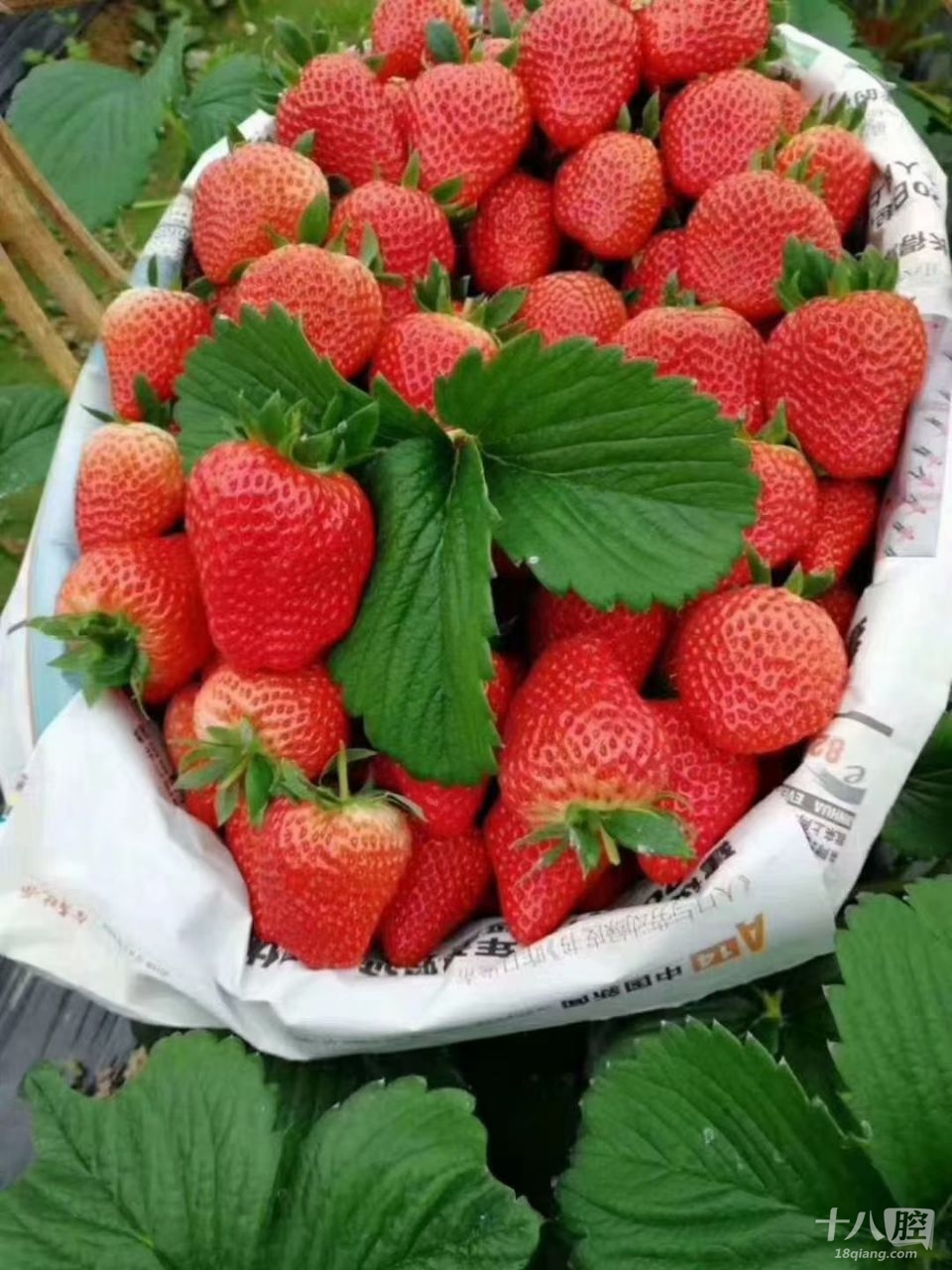义乌草莓上市了 现在有点小贵 ,10天以后价格比较亲民点