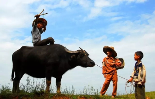 童趣( 儿童免费骑牛)(体验时间10分钟)