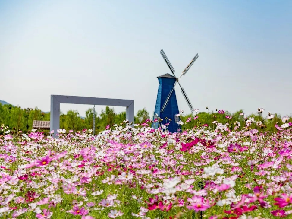 义乌10000 人出游,朋友圈疯狂刷屏的花海最后19.9元秒杀抢!