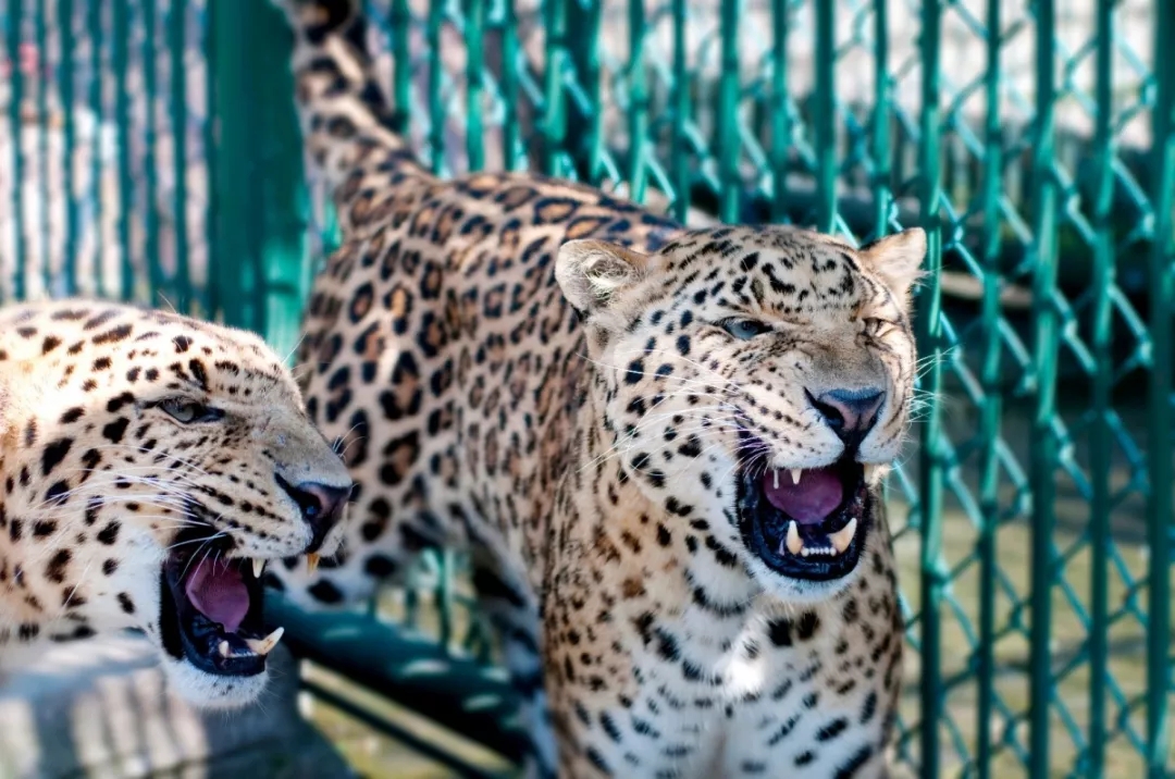 一票畅玩动物园,植物园,游乐场三大乐园,这份独家福利义乌人请收好!