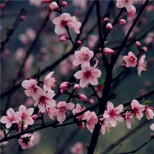 ���ʪ�ع�԰������